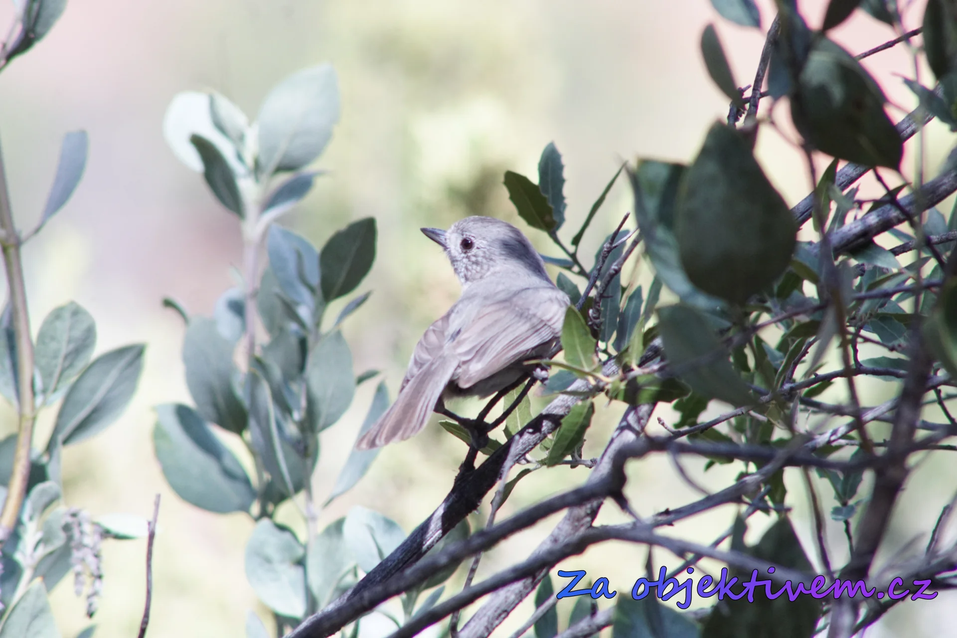 Lucy's warbler